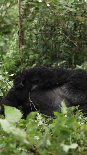 Luxury Rwanda Family Safaris With Kids, Teens & Adults Only. Rwanda...