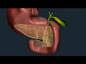 Digestive System 17: Gallbladder and Bile Ducts