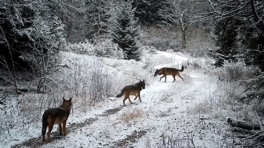 1.3M views · 16K reactions | A trio of wolves at Plitvice Lakes National Park, Croatia.  As top predators, alongside bears and lynxes, they play a vital role in the park’s healthy, rich ecosystem. Footage courtesy of Plitvice Lakes National Park (trail/wildlife cam). #plitvicelakes #wolves #graywolf #wildlifeconservation #Croatia #naturevideos | Plitviceblog | Facebook