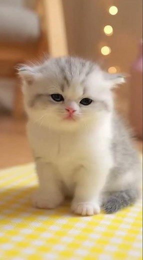 Cutest Pretty Kittens | Heart Melting Moments