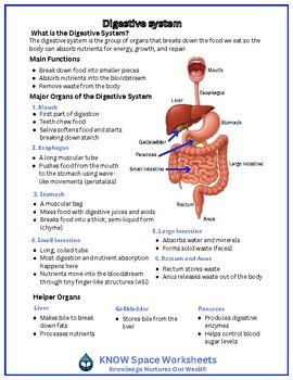 Digestive System Worksheet: Organs, Functions, Labeling & Higher-Order Tasks