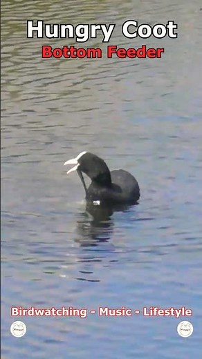 Hungry Coot - Bottom Feeder | Far Ings National Nature Reserve, Barton, UK Wildlife #shorts