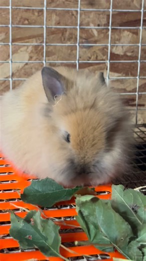 The sweetest lionhead baby munching on a leaf. 🍃 #familyfriendly #toocute #socute #homesteading #kidfriendly #babies #homestead #rabbit #bunny #kit #lionhead #lionheadrabbit #lionheadbunny #centralillinois | Kimber’s Coop & Rabbitry