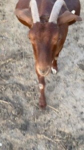 7.7K views · 506 reactions | Pet one goat and others start to get jealous!  Big Red loves to be pet 殺 | Dakota Wind Meat Goats | Facebook