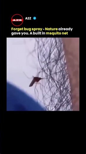 The Mosquito That Couldn't Stop: Why Some Insects Literally Explode