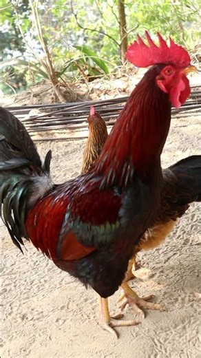 Han alert🙂🐓🐓🙂#shorts #rooster #popular #viral #rooster