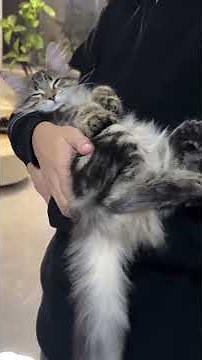 Cute Kitties & Cuteness OVERLOADED 😻🐾 Too Adorable!