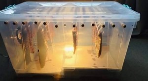 START YOUR OWN BILTONG SIDE HUSTLE! Ever wanted to make and sell your own biltong? Now you can — fast, simple, and affordable! 🔥 FrostCools Biltong Dryer Kit — Only P1000 Includes: ✅ 1x Electric Biltong Dryer ✅ 250g Biltong Spice ✅ Packaging Plastic 🕒 Dries your biltong in just 24–30 hours! Perfect for small-scale production or starting your own home-based business. Don’t wait for opportunities — create one! 💪 📍Available in Mogoditshane opposite TRANS next to skygate motors 71 879 254 | FROS