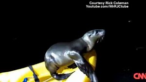 Video: Sea lion pup catches ride on kayak