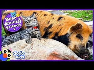 Little Cat Loves Giving Massages to His Pig Friends! | Animal Videos For Kids | Dodo Kids