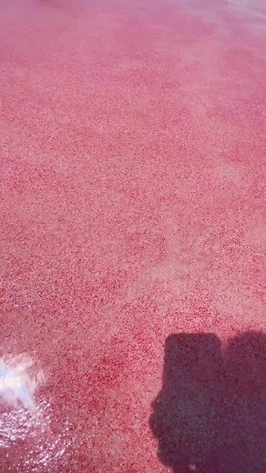 Explore the Enchanting Pink Beach in Komodo National Park, Indonesia