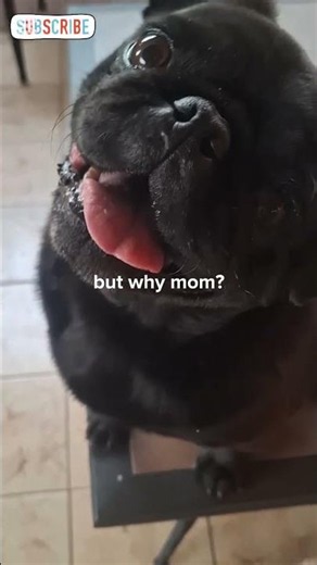 A funny moment with my curious black pug🖤🐶🐾#pugs #blackpug #curiousdogs #funnypugs #petshorts