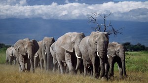 Wildtiere | Elefanten