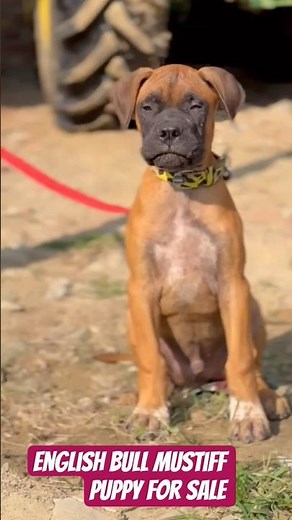 English Bull Mastiff Puppy For Sale