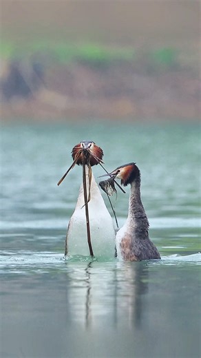 Great Crested Grebe's "Weed Dance" 💕 The Most Romantic Move in Nature #shorts