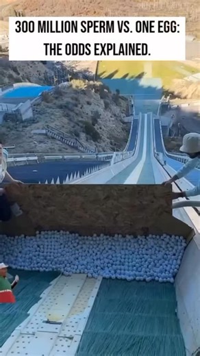 ATAgroup on Instagram: "300 million sperm begin the journey, but only one reaches the egg. Conception isn’t just a biological process—it’s a highly selective, complex race where only the strongest, healthiest, and most perfectly timed sperm succeed. Let’s break down the science behind these incredible odds . . #fertility #pregnancy #spermrace #eggcell #Embryology"