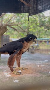 563 reactions · 106 shares | Happy place to visit this coming holidays!  Enjoy animal close encounter and animal feeding for affordable prices. We are open daily from 8:00 -5:00 pm  *Free picnic areas *Free parking lots see you there! #LYGERANIMALSANCTUARY | Lyger Animal Sanctuary - ZOO | Facebook