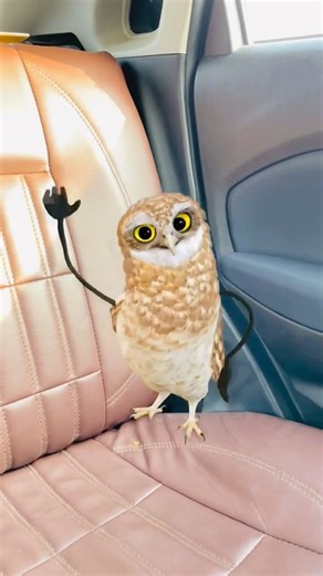 "Owl Ka Dance, Car Ke Andar dekh liya 😱🦉#shortsfeed #viralvideo #funny #comedyviral