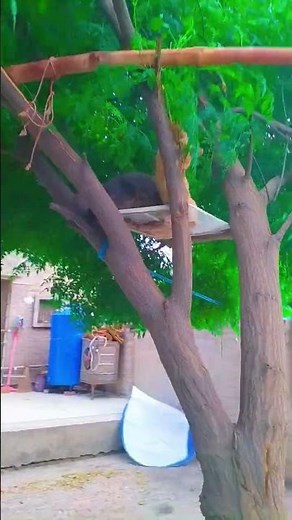 Brown and Gray Baby Cats Enjoying Nature on a Tree | Cute Kitten Short Video
