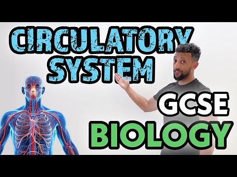 GCSE Biology - Circulatory System Rap