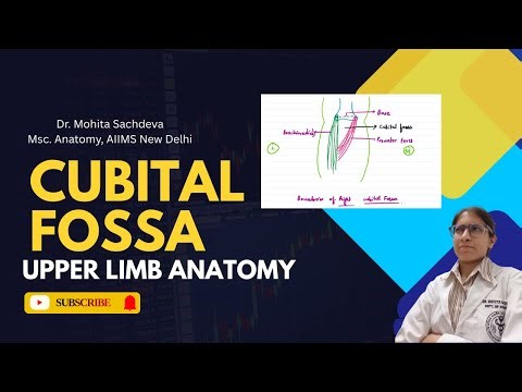 Cubital Fossa Anatomy | Boundaries, Contents & Clinical Importance Explained