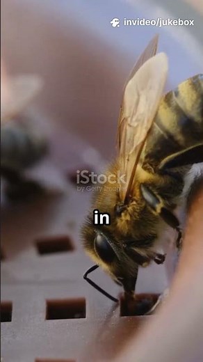 Is Honey Really Bee Vomit? #facts