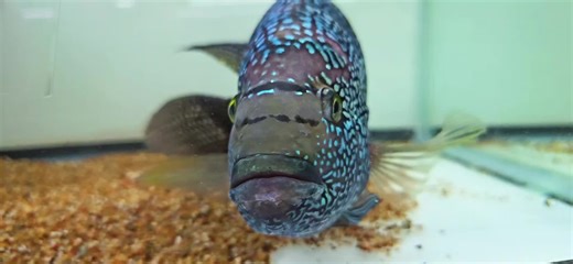 Jack Dempsey 🐟🐟