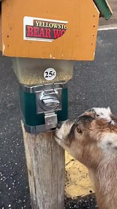 11K views · 670 reactions | Smart Goat :) | The World Of Awesome Pictures | Facebook