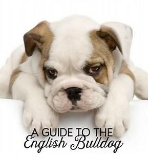 A Guide to English Bulldogs: Puppies, Temperament, Diet & More