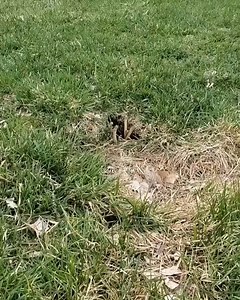 5.4M views · 82K reactions | Snake family welcomes a new day.  Join our group : Animals Life. Thank you so much ❤ | Survival Animal | Facebook