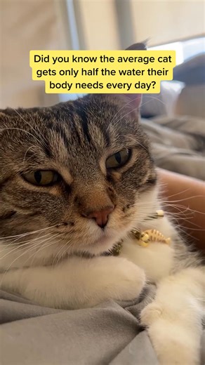 Smalls is made with US-sourced protein and clean, natural ingredients. No fillers. No preservatives. Ever. | Smalls