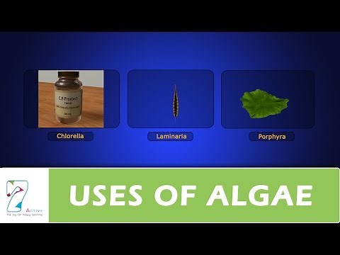 USES OF ALGAE