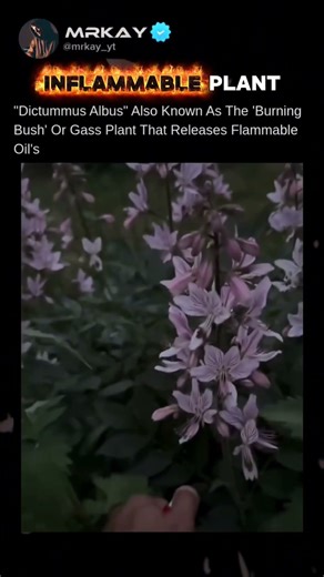 A Plant That Makes Gasoline 😱