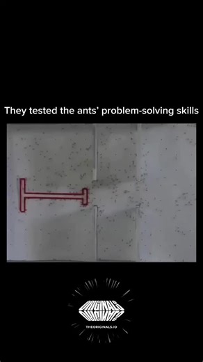FactStorm on Instagram: "They tested the ants’ problem-solving skills by placing small obstacles and challenges in their path to food. The researchers observed how the ants worked together to find solutions, such as finding alternate routes or moving objects that blocked their way. The ants demonstrated remarkable teamwork, communication, and persistence, showing that even tiny creatures can think creatively and adapt to new situations. This experiment revealed how ants rely on cooperation and c