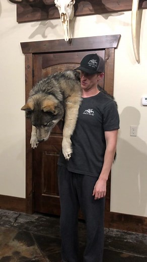 The Art of Taxidermy: Stuffed Wolf and Hunting Tales