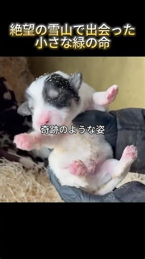 【感動】雪山で出会った小さな命 #動物 #感動 #猫 #rescue