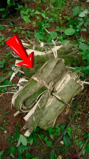 What Tree Bark Are Use For 😱