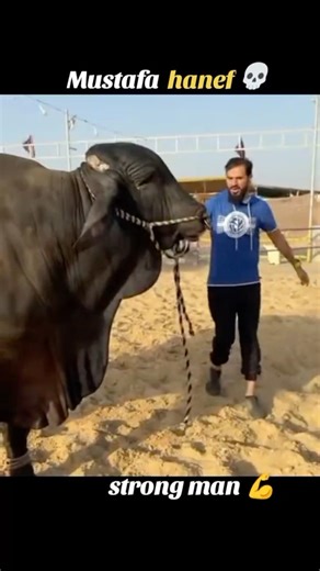 Mustafa hanif ☠️💀 is strong man 💪 #cow #mustafahanif #attack #brave #strong