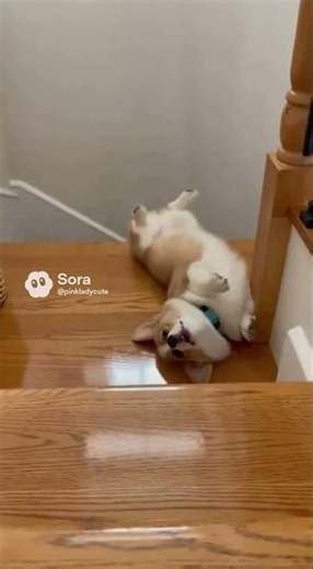 Funny cute puppy falling down #short #puppy