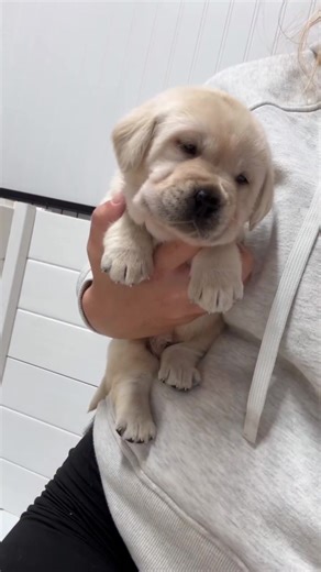 Baby Betty 💜 #labradorretriever #yellowlabpuppy #labpuppy