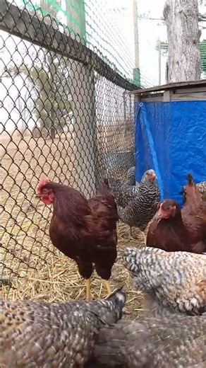 Rhode Island Red Roosters at 16 Weeks #rhodeislandredchicken #backyardchickens