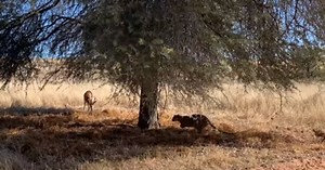 WATCH | Sneaky leopard attacks buck from behind a tree