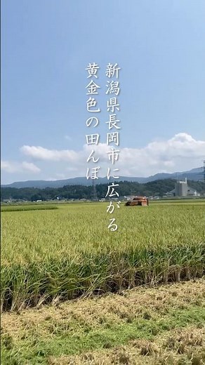 やれることはすべてやりきる【お米農家さんの日常に密着】＃新潟＃農家＃収穫＃お米＃コシヒカリ＃新之助#わたぼうし#こがねもち＃全農＃生産者＃ドキュメンタリー＃農業＃日常