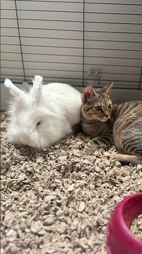 Cat and bunny love. #animallovers