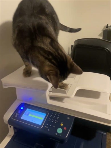 Haru cat printer how work????