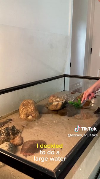 How I do my Mudskipper waterchanges. #aquarium #mudskipper #fish | Mudskipper