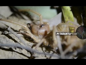 Bizarre footage of camel spiders mating in the wild