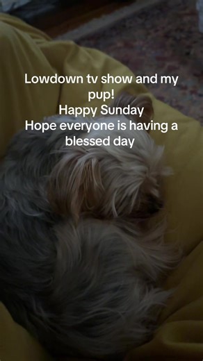 Lowdown show and my pup #yorkie #yorkiesoftiktok
