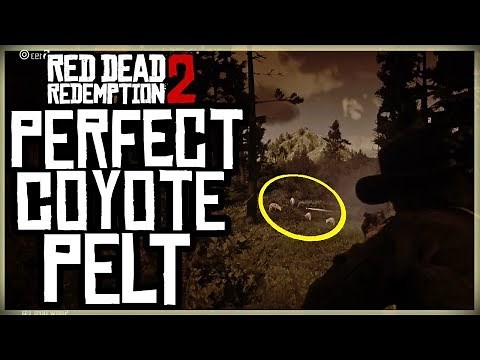HOW TO GET A PERFECT COYOTE PELT - RED DEAD REDEMPTION 2 PRISTINE COYOTE HUNTING