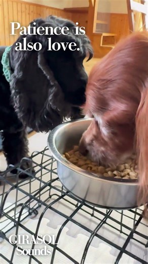 Hawaiian Calm Music for Dogs While You're Away 🐶 Home Alone Anxiety Relief (10 Hours)